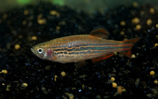 Fire Ring danio - Danio Kyathit fire 3-3.5cm