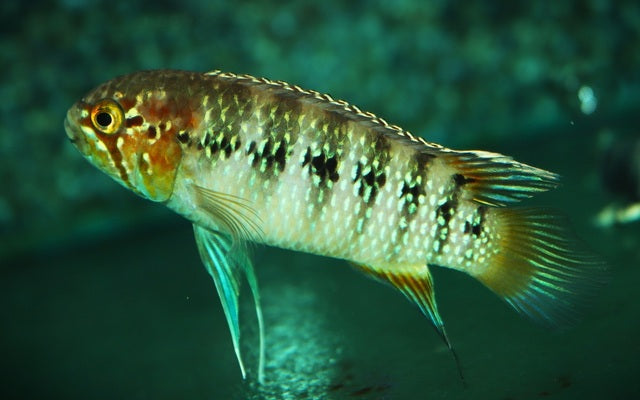 Zebra acara - Ivanacara adoketa 7cm male