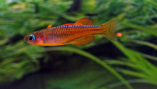 Pseudomugli red neon paskai - luminatus rainbow fish