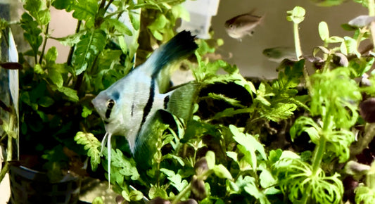 Blue diamond angel fish - pterophyllum scalare