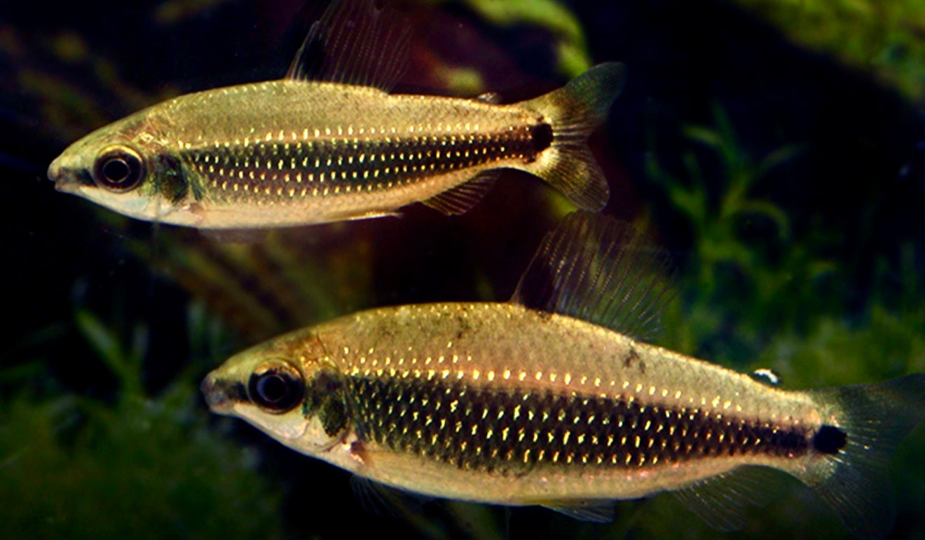 Distichodus teugelsi - green dwarf Distichodus wild 5cm