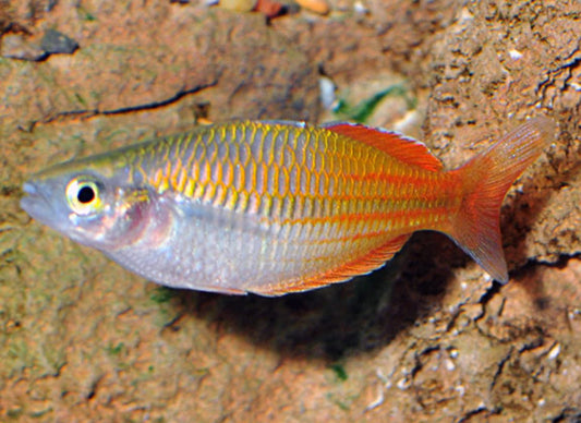Red boesmani rainbow fish - Melanotaenia boesemani red