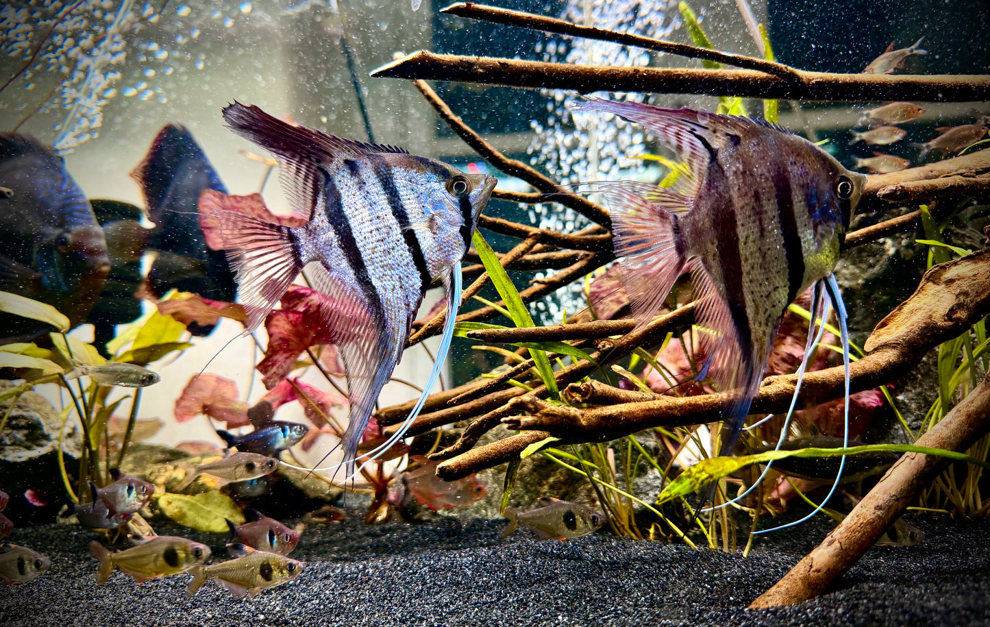 Scalare peru red spotted angelfish 8cm wild