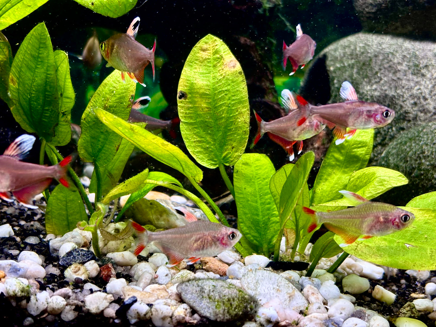 Bentosi rosy tetra - Hyphessobrycon bentosi rosaceous