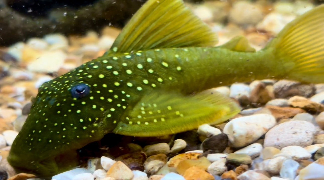 L200 green phantom pleco 12cm wild specimen