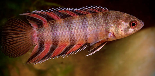 Microctenopoma ansorgii - ornate climbing perch 4-5cm