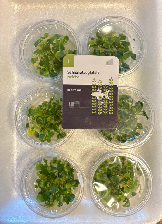 Schismatoglottis pretori in vitro