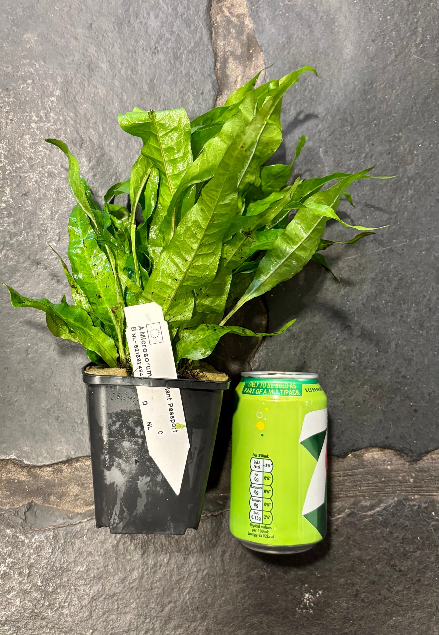 Microsorum (Java fern) motherplant XL potted