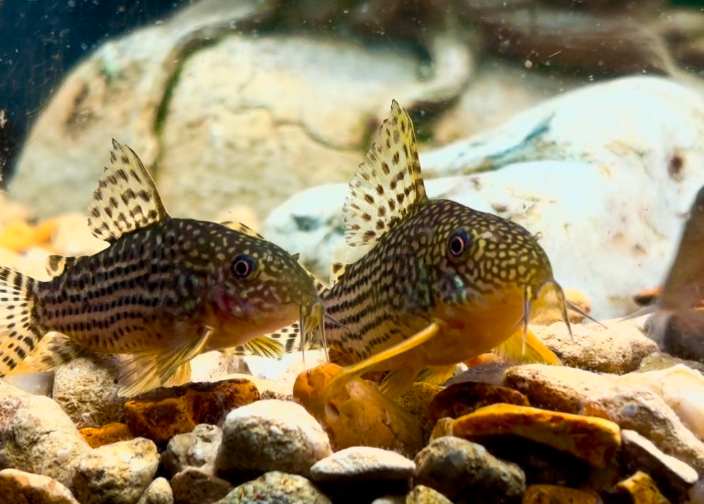 Corydoras sterbai - Hoplisoma sterbai 3-4cm