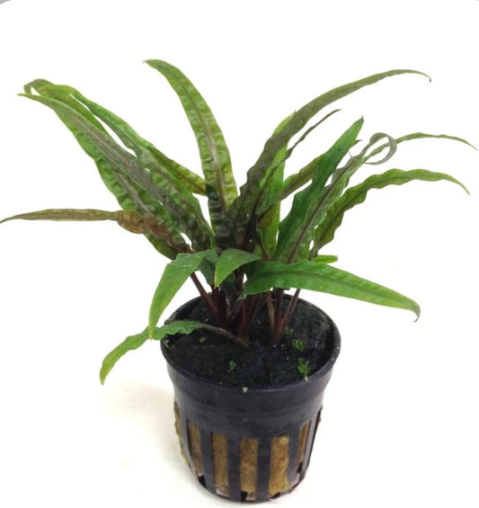 Cryptocoryne balanasae potted