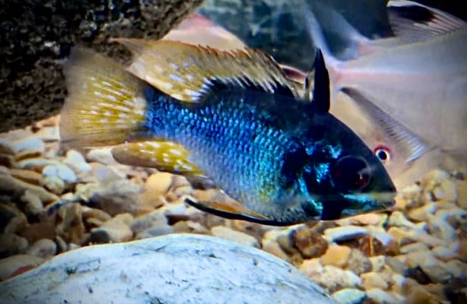 Metallic blue knight balloon long fin ram