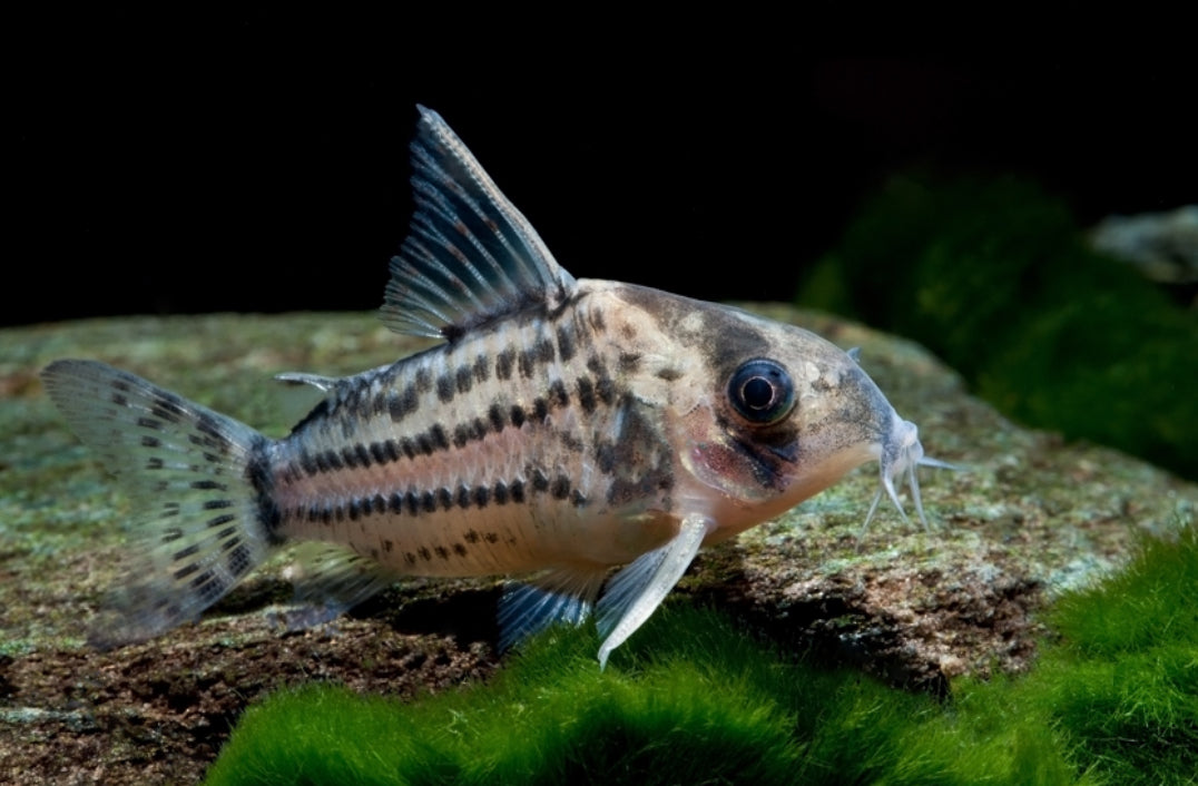 Schwartz’s cory - Hoplisoma schwartzi wild group of EIGHT