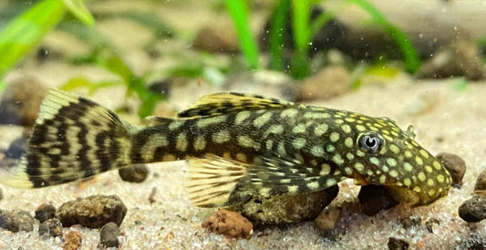 Common ancistrus short fin 3cm