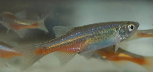 Fireline danio - devario sondhii fire 3-3.5cm