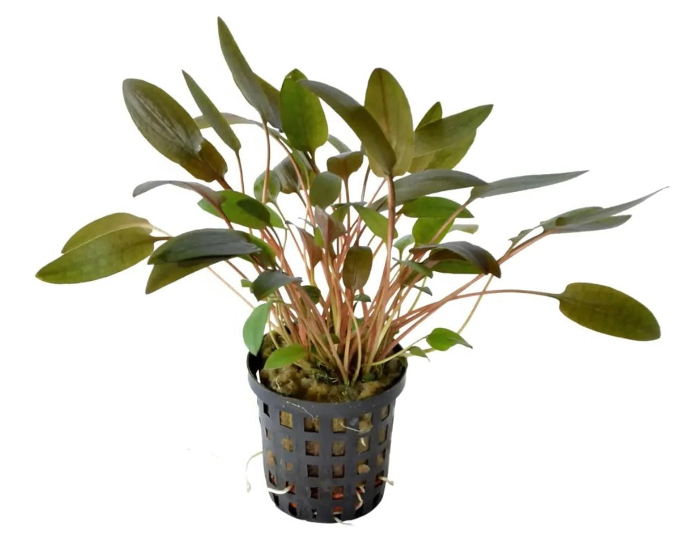 Cryptocoryne wendtii brown potted
