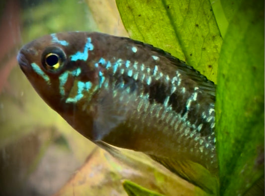 Ivanacara bimaculata 4-5cm VERY RARE