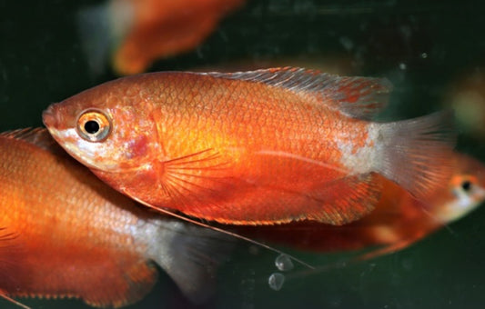 Honey red dwarf gourami -  Red robin gourami - Trichogaster chuna red