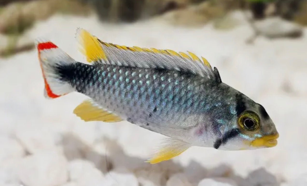 Apistogramma Panduro 3cm male and female pair