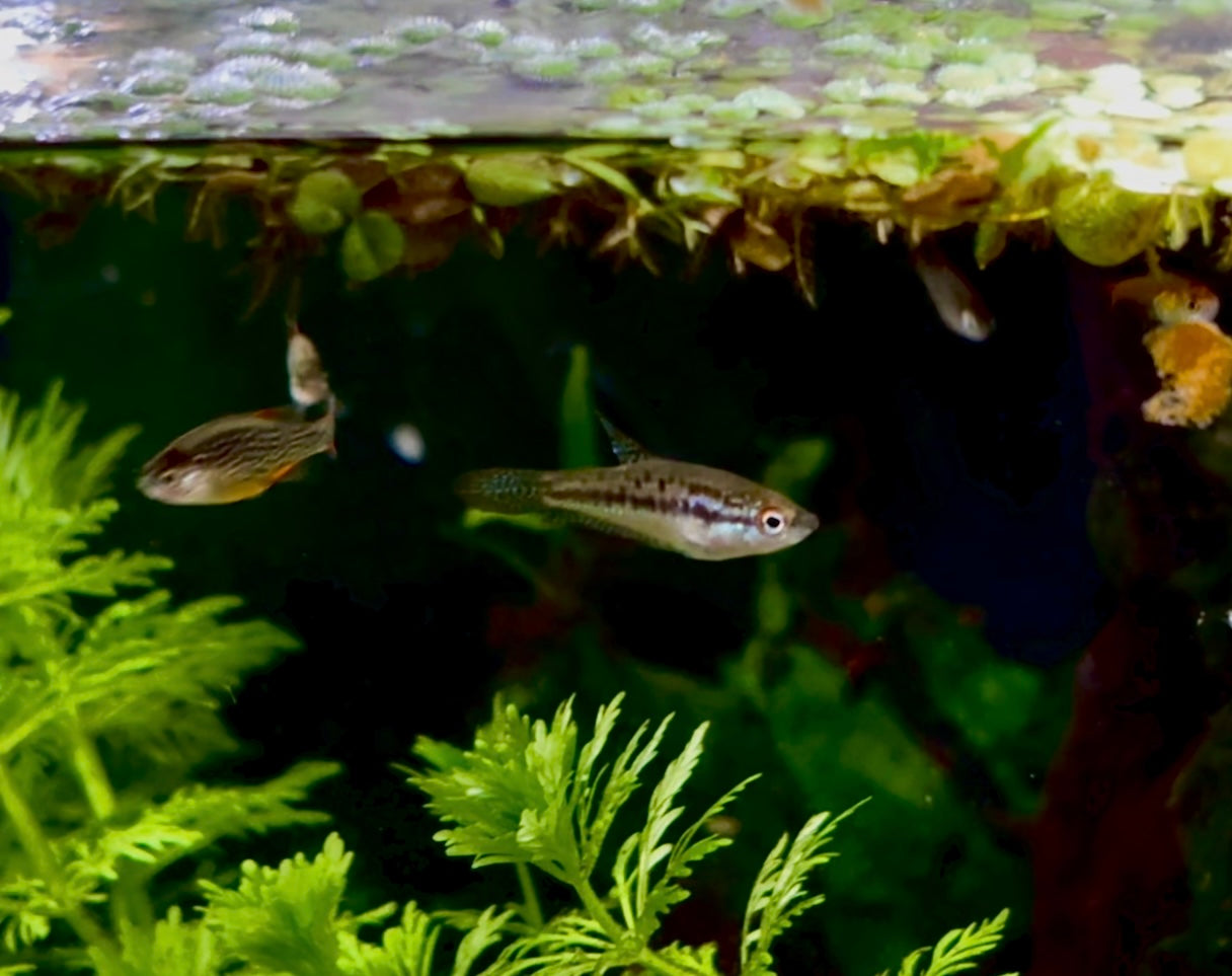 Sparkling gourami - Trichopsis pumila