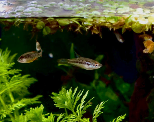 Sparkling gourami - Trichopsis pumila