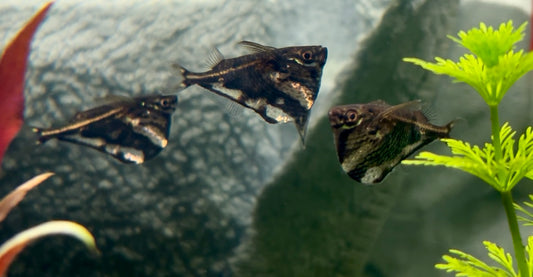 Marbled Hatchetfish - Carnegiella strigata