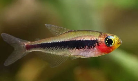 Toucan tetra - toucanoichthys toucans 1.5cm
