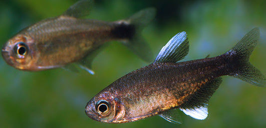 Nego dagua tetra - Hyphessobrycon Negodagua