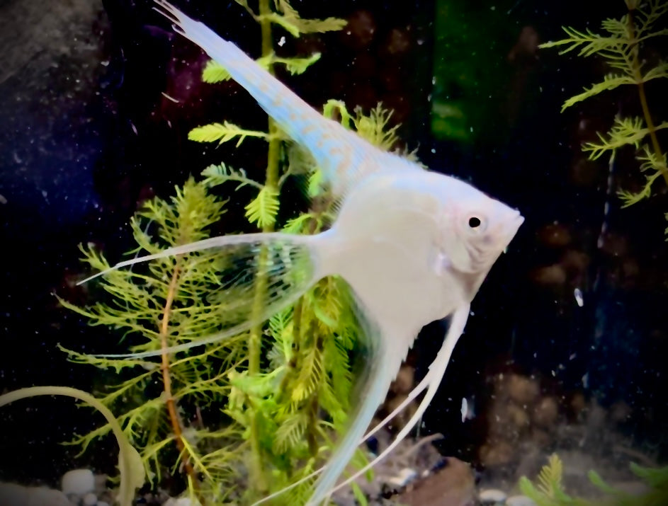 Silver pinoy wide fin angel fish 4-5cm - P. Scalare silver pinoy wide fin