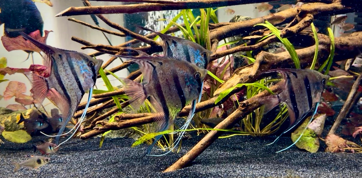 Scalare peru red spotted angelfish 8cm wild