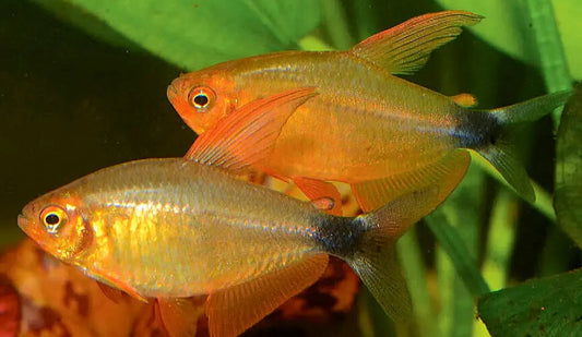 Hyphessobrycon peugeoti juveniles 2cm