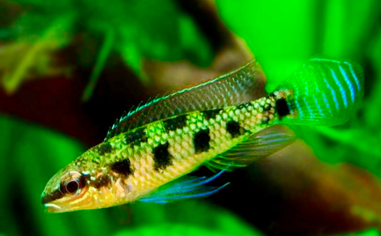 Dicrossus maculatus - checkerboard cichlid 4cm