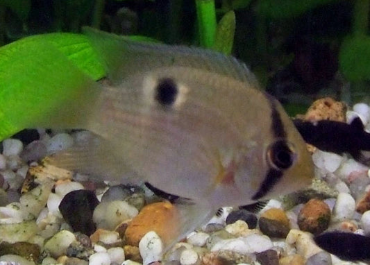 Keyhole cichlid - cleithracara Marino 6cm