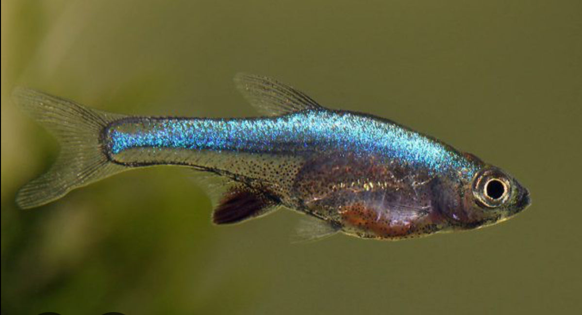 Rasbora axelrodi blue - sundadanio axelrodi 1.5cm