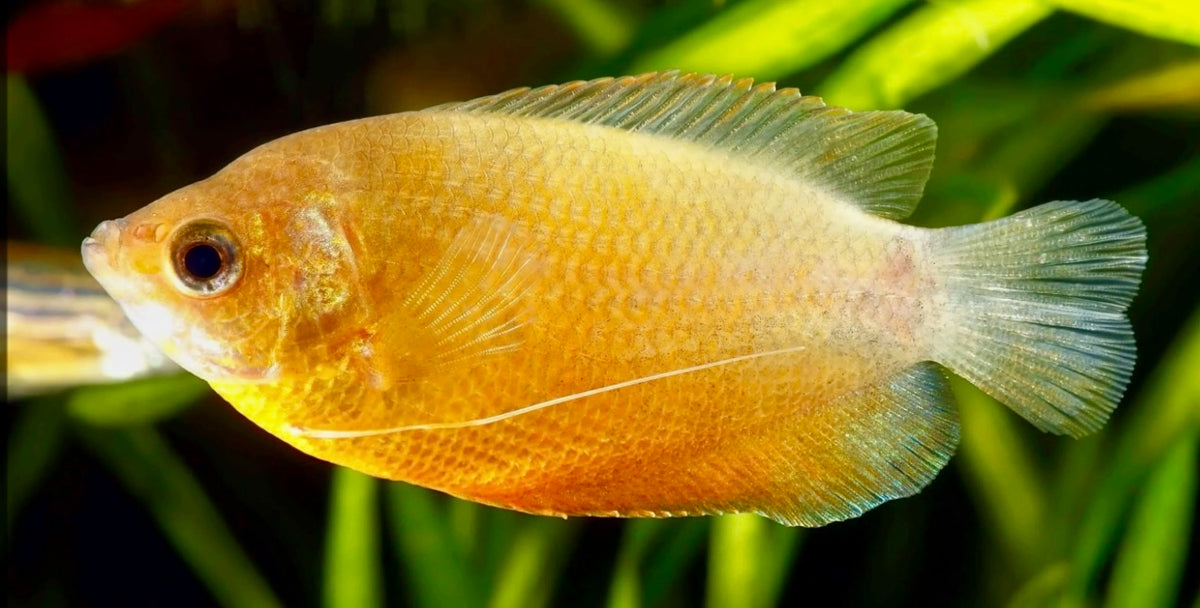 Honey dwarf gourami - Trichogaster Chuna 3-4cm