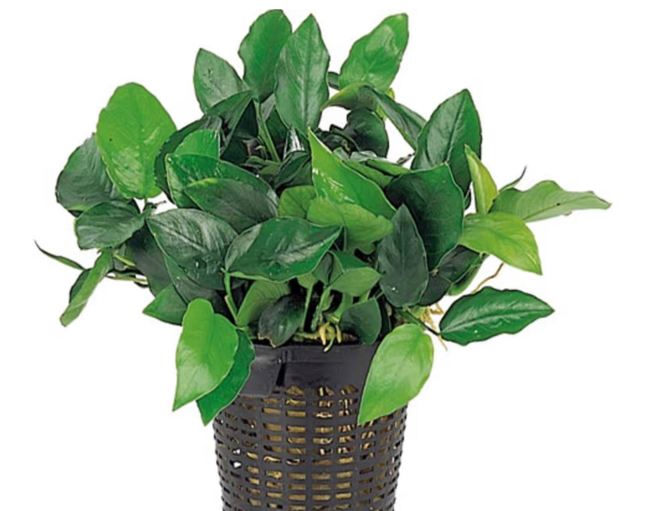 Anubias nana petite motherplant xxl potted