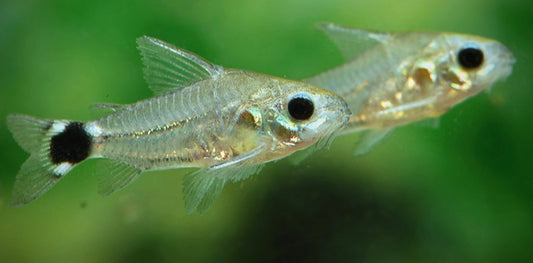 Tail spot corydoras - Gastrodermis hastatus