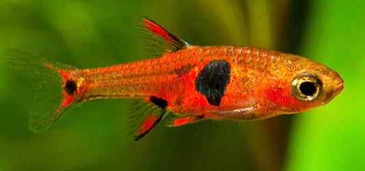 Dwarf spotted Rasbora - boraras maculata 2cm