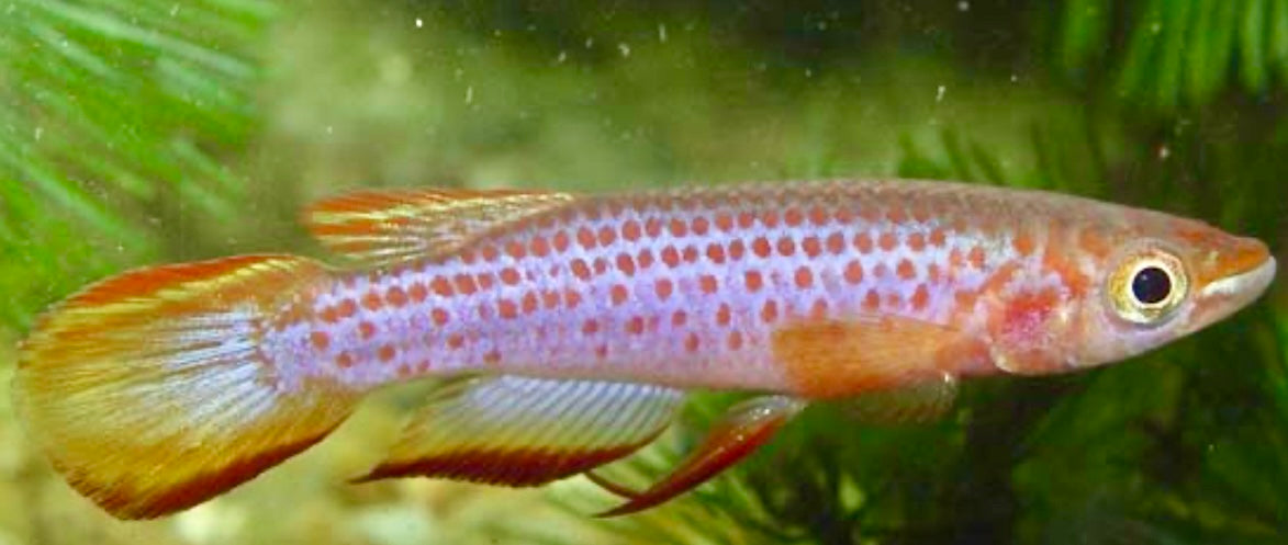 Epiplatys lamottei male and female pair