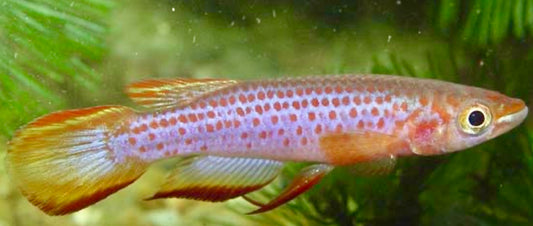 Epiplatys lamottei male and female pair