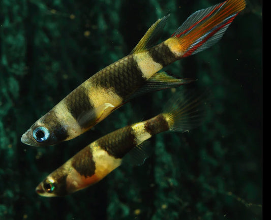 Clown killifish - rocket panchax- epiplatys annulatus 2-3cm