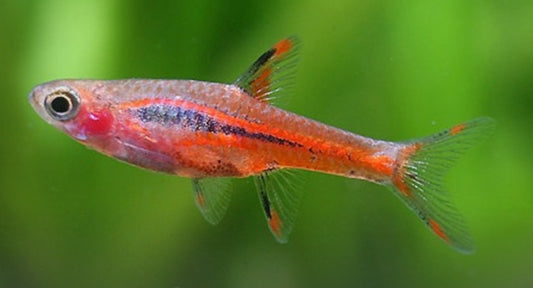 Chilli Rasbora - Mosquito Rasbora - Boraras brigattae
