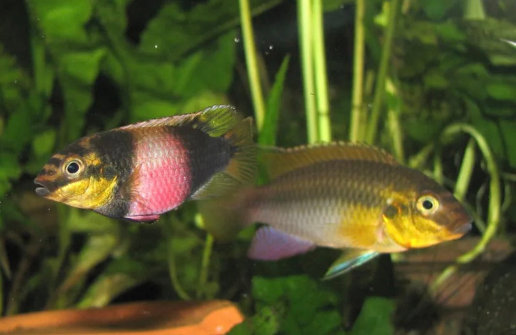 Pelvichromis subocellatus matadi - ocellated Kribensis 3-4cm
