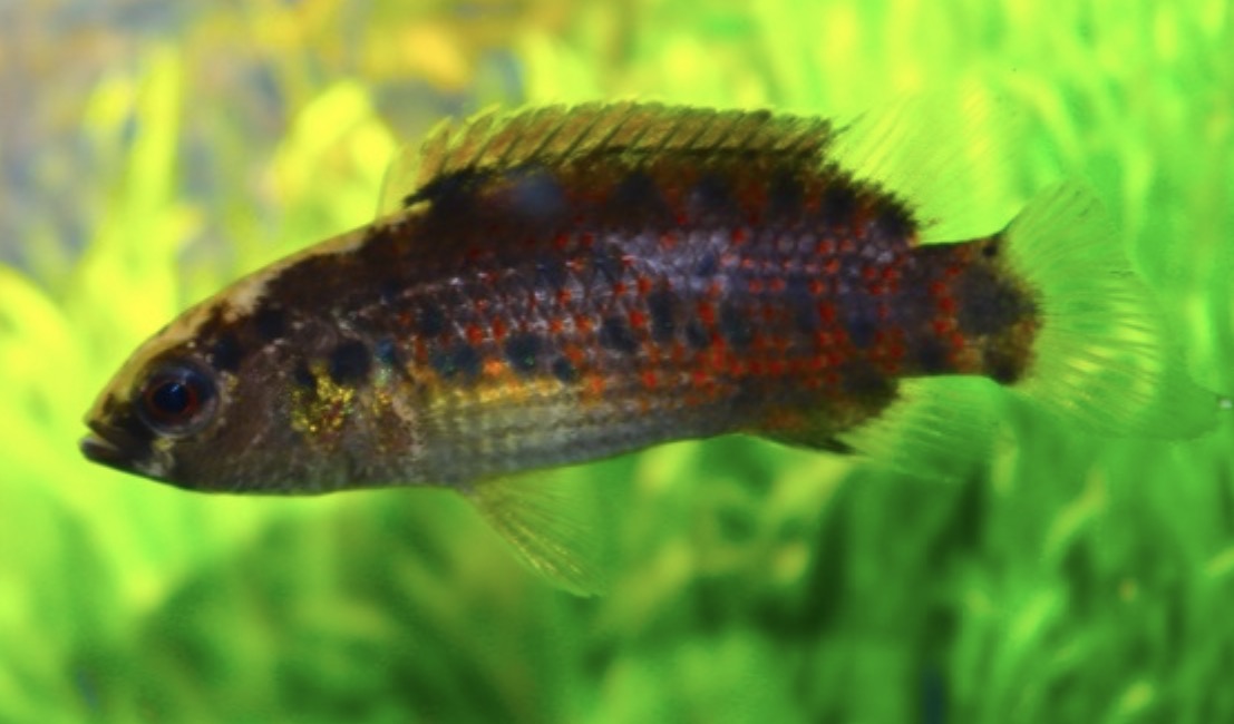 Badis assamensis - assam badis 5cm wild
