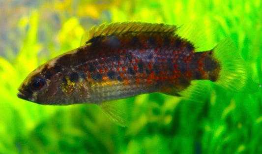 Badis assamensis - assam badis 5cm wild