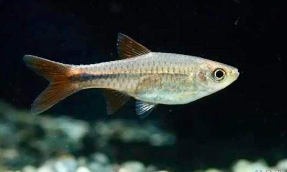 Red cherry rasbora - rasbora lacrimula 2cm