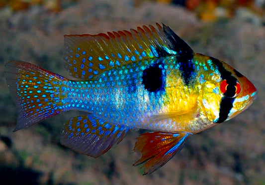 German ram - Mikrogeophagus ramirezi 3-4cm