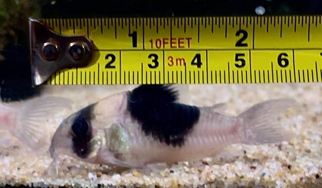 Hoplisoma CW051 - black-saddled Cory 6cm wild