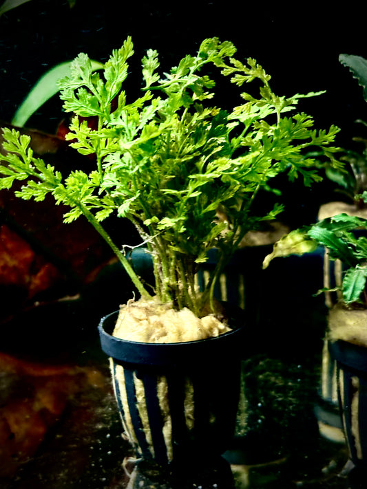 Bolbitis heteroclita difformis potted