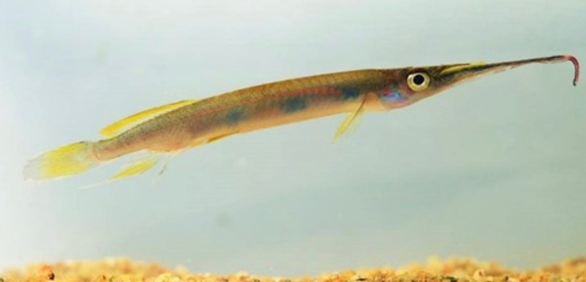 Forest halfbeak - hemirhamphodon pogonognathus 5-6cm