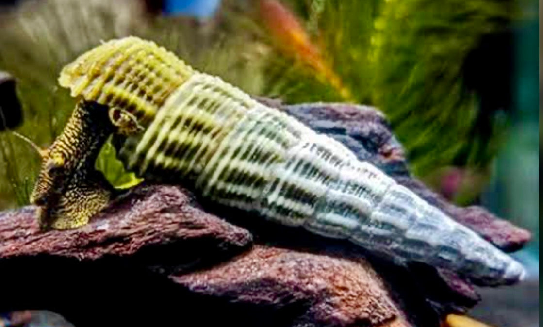 Himalayan rabbit snail - tylomelania marwotoae 5cm